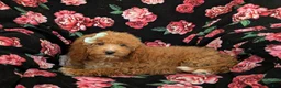 Mini Goldendoodle dogs for sale: Daisy Hypoallergenic - Ad 4
