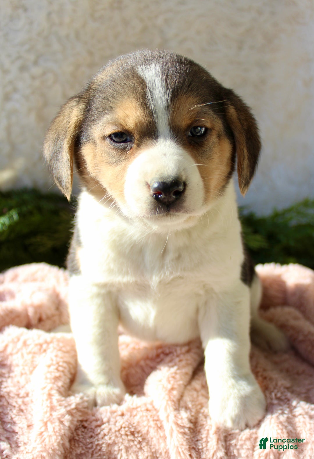 Mixed Breed dogs for sale: Stacey  - Ad 2