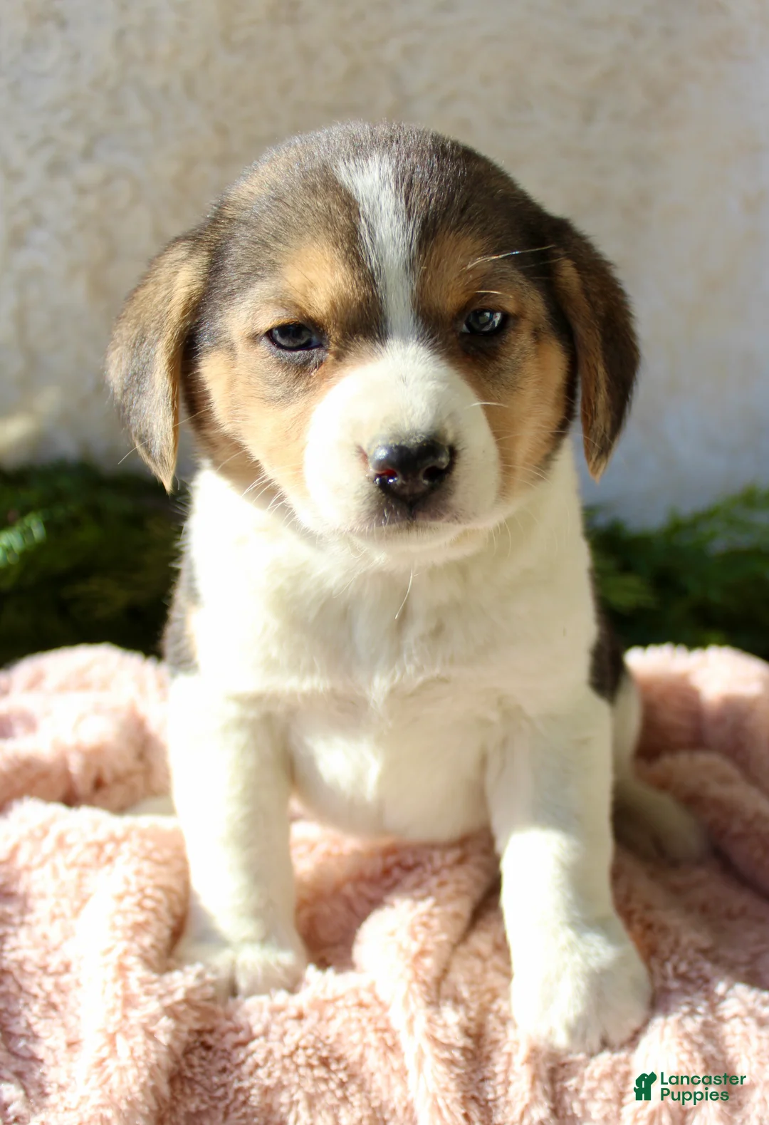 Mixed Breed dogs for sale: Stacey  - Ad 2