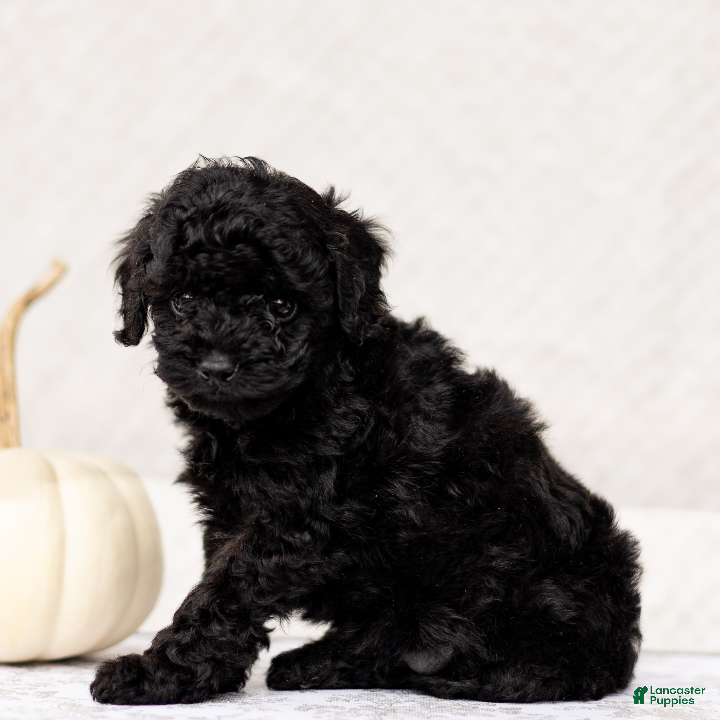 Mini Goldendoodle dogs for sale: Arjun - Ad 3