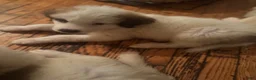 Mixed Breed dogs for sale: Mixed Breed 2 - Ad 3