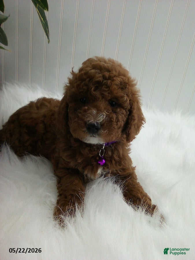 Miniature Poodle dogs Stella - Ad 2