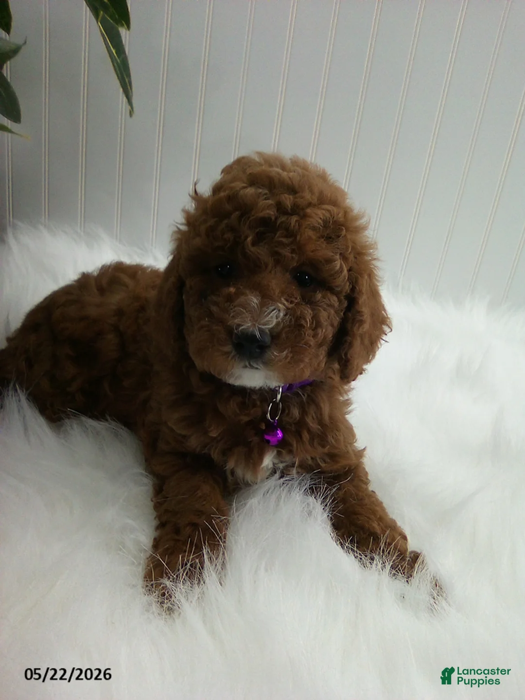 Miniature Poodle dogs for sale: Stella - Ad 2