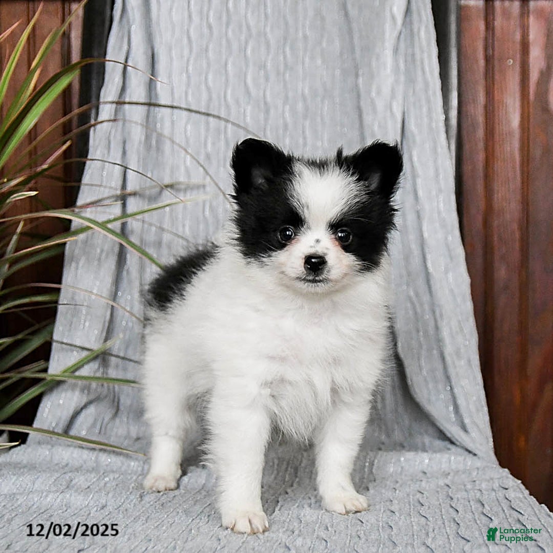 Pomeranian dogs for sale: Muffin - Ad 1