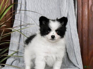 Pomeranian dogs Muffin - Ad 14