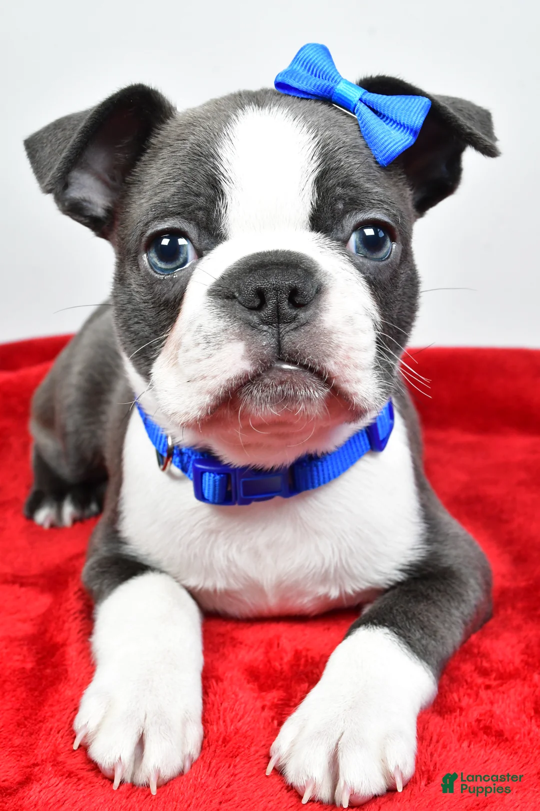 Mixed Breed dogs for sale: Max - Ad 1