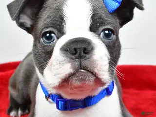 Mixed Breed dogs for sale: Max - Ad 3