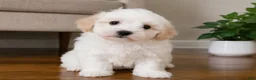 Maltipoo dogs for sale: Ben - Ad 6