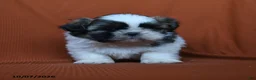 Shih Tzu dogs for sale: Aladdin - Ad 2