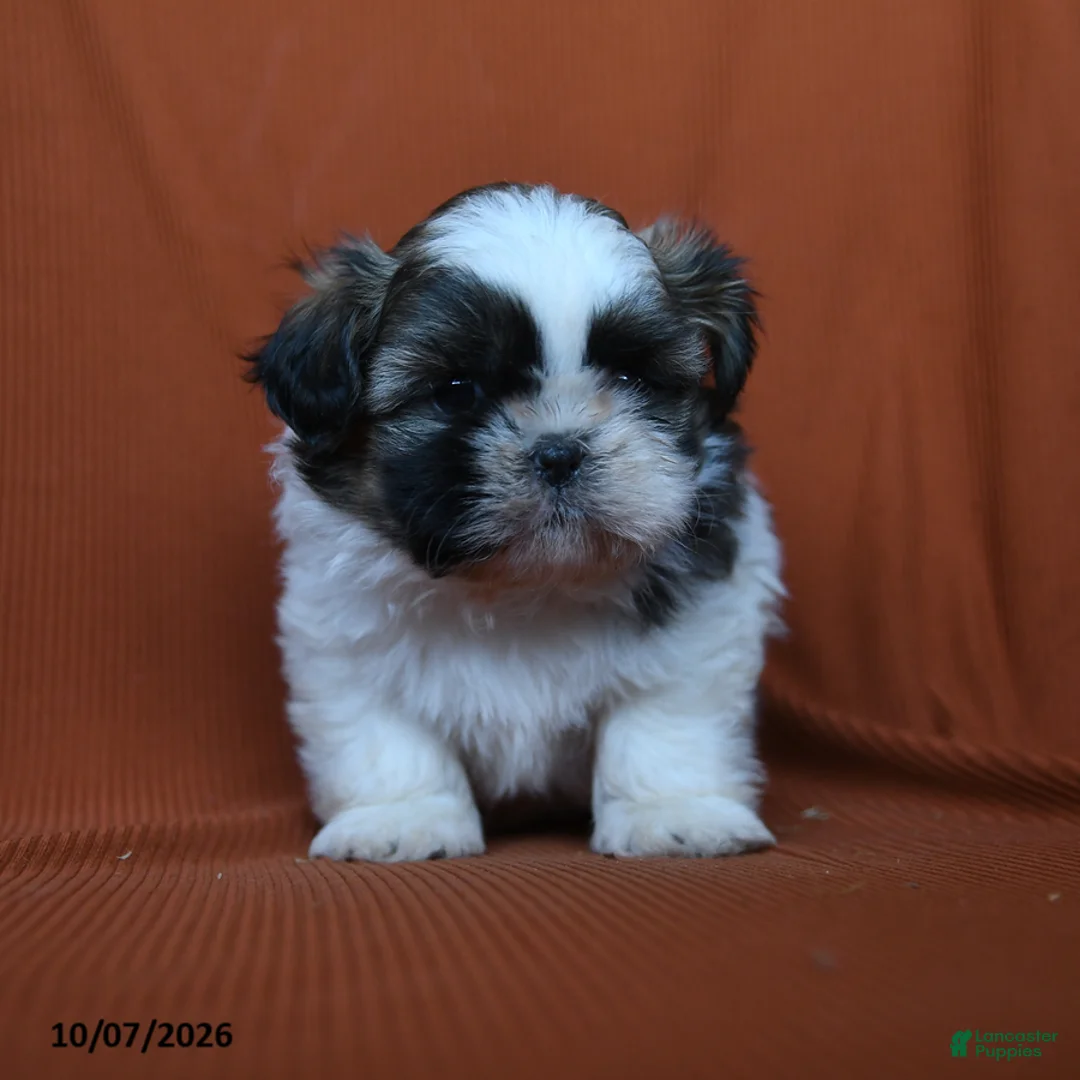 Shih Tzu dogs for sale: Aladdin - Ad 2