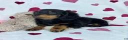 Dachshund dogs for sale: Mini Dachshund Puppy 1 - Ad 4