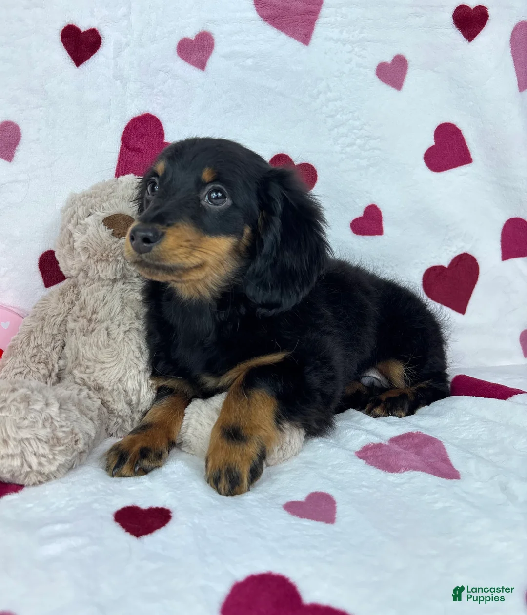 Dachshund dogs for sale: Mini Dachshund Puppy 1 - Ad 4