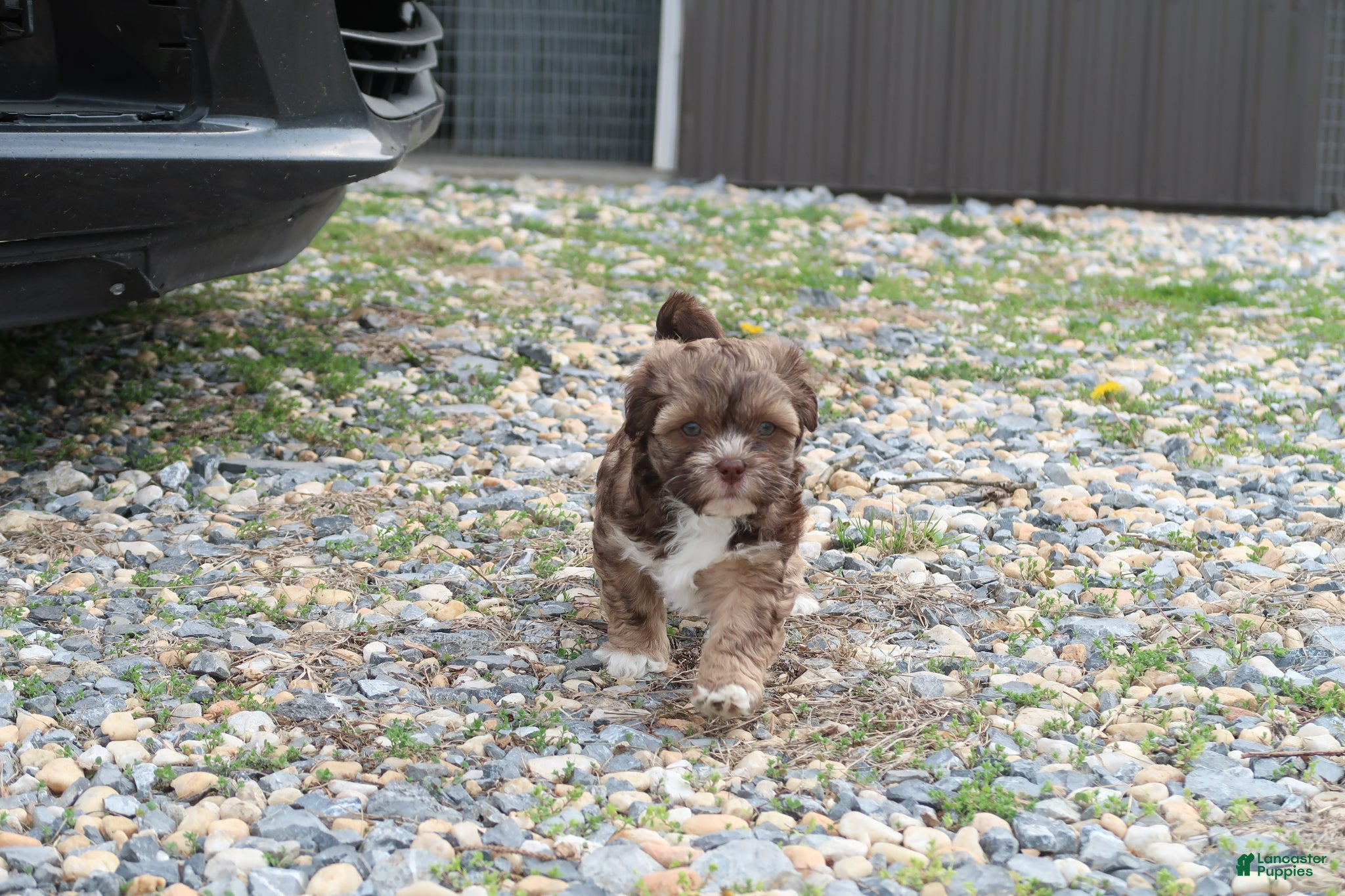 Shihpoo dogs Zoe - Ad 1