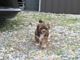 Shihpoo dogs for sale: Zoe - Ad 4