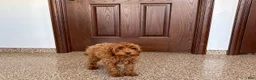 Cavapoo dogs for sale: Cavapoo F1b male Puppy 3 - Ad 8