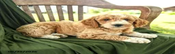 Goldendoodle dogs for sale: Bridger - Ad 3