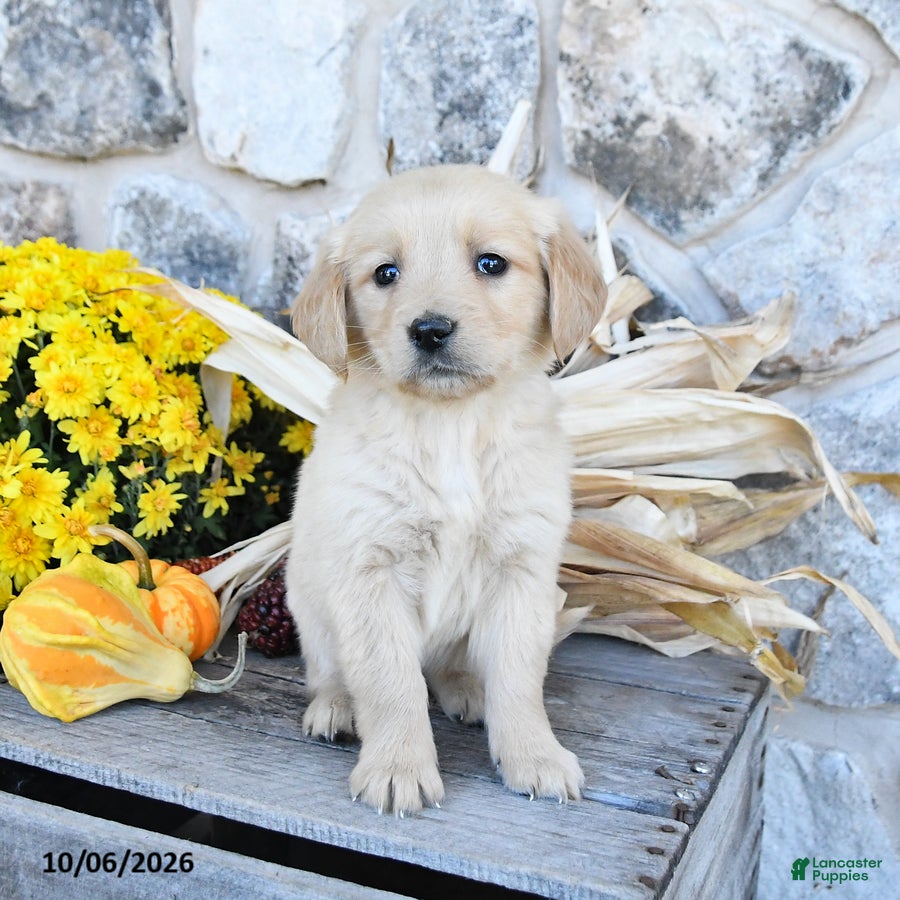 Golden Retriever dogs Daisy - Ad 2