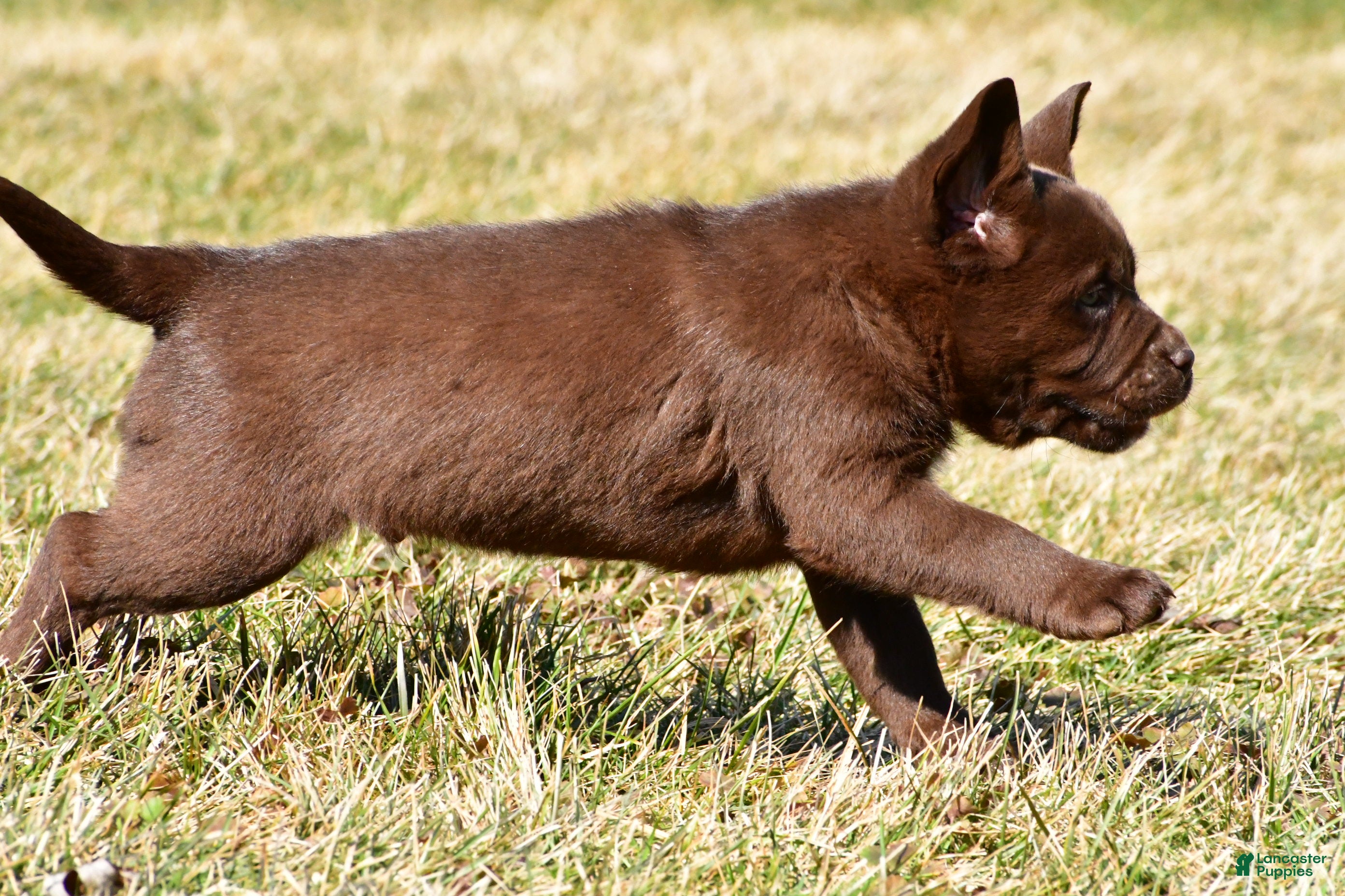Labrador Retriever dogs Juke - Ad 2