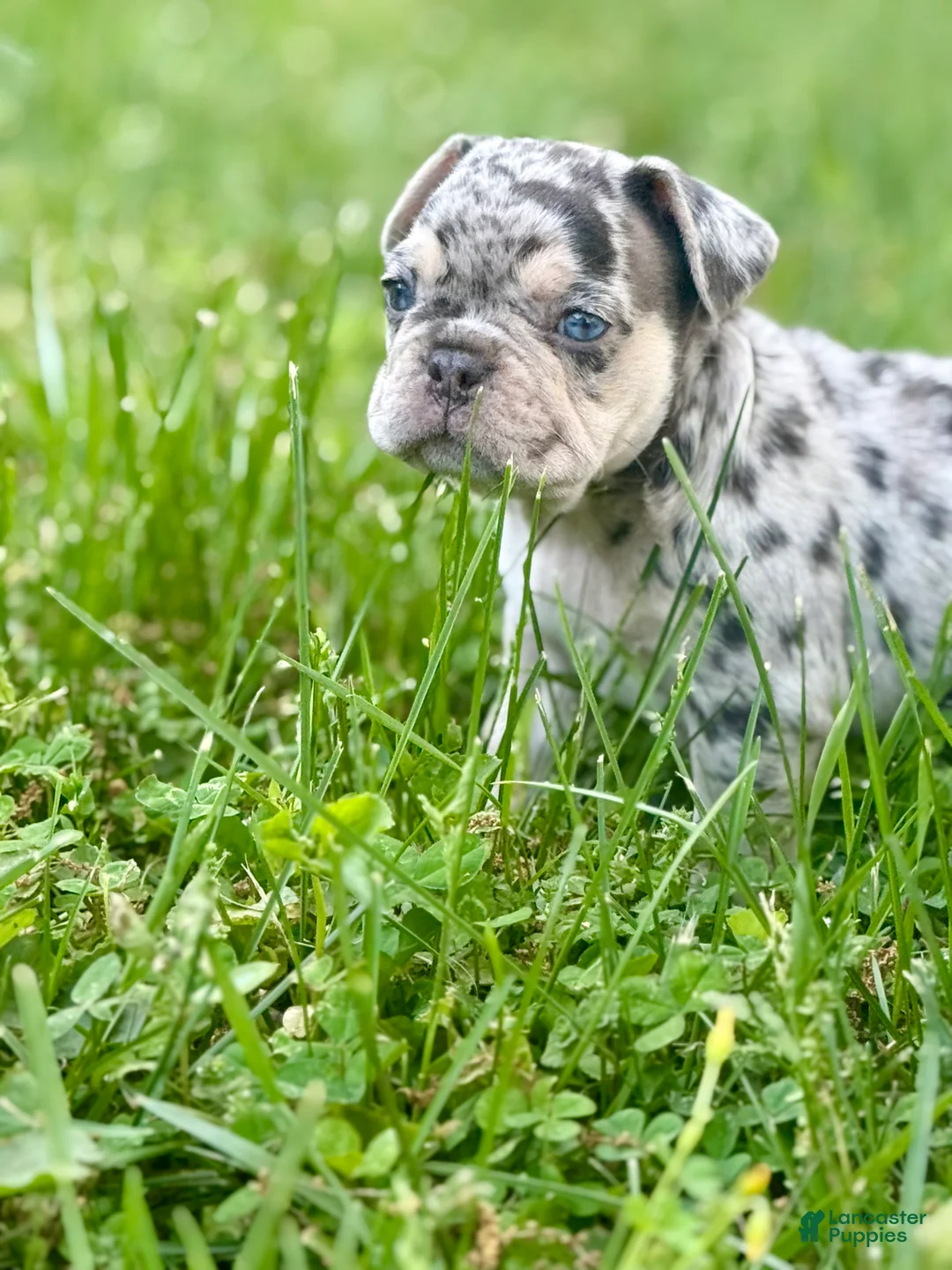 French Bulldog dogs for sale: Mowgli - Ad 1