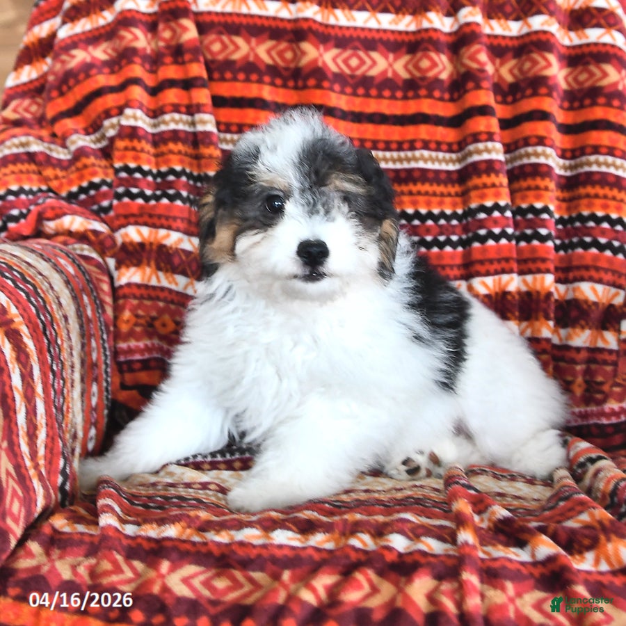 Mini Aussiedoodle dogs Savannah - Ad 2