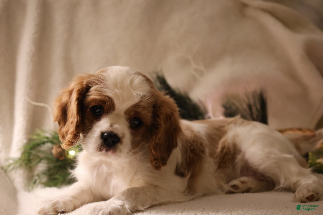 Cavalier King Charles Spaniel dogs for sale: Lexi - Ad 5