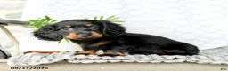 Miniature Dachshund dogs for sale: Ivy  - Ad 2