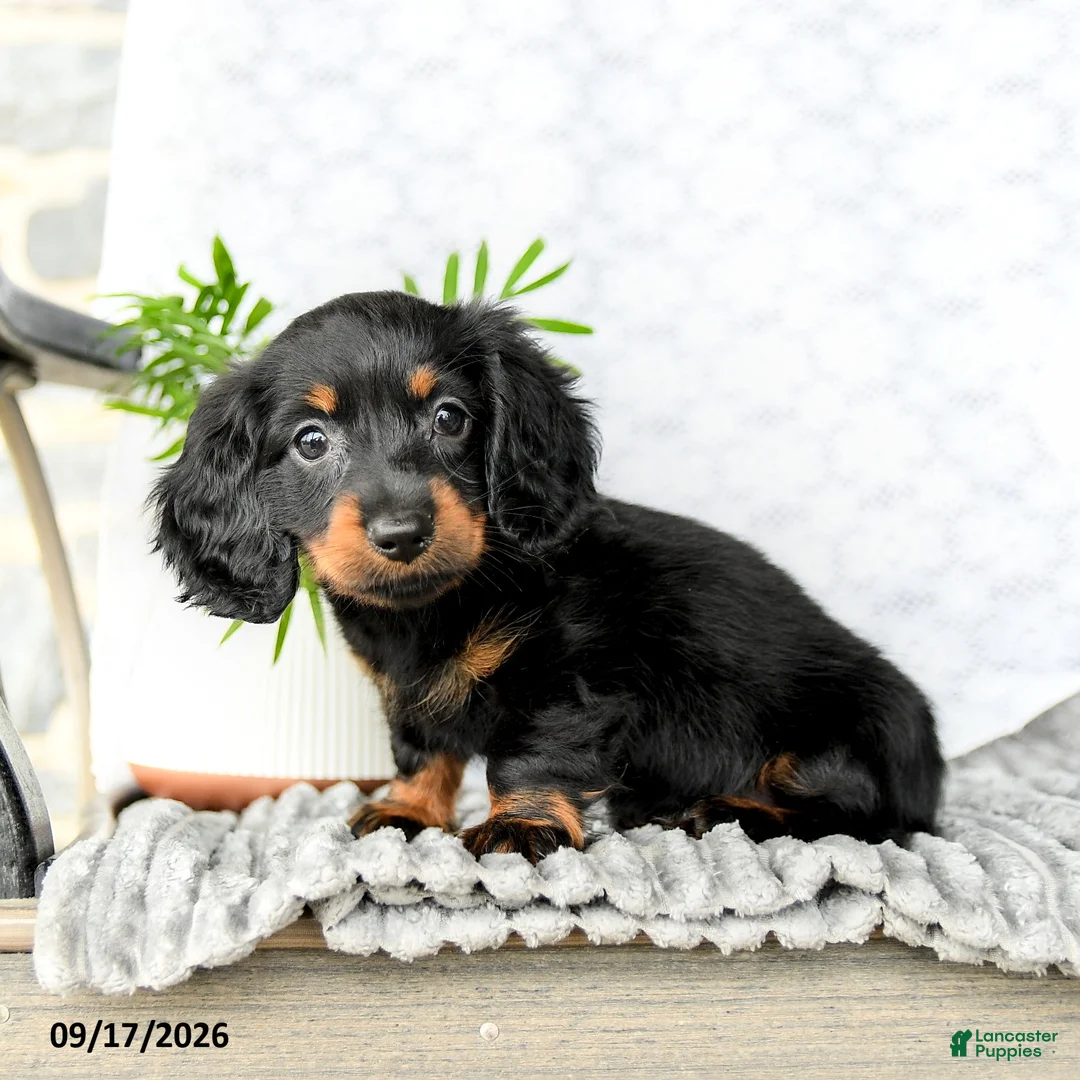 Miniature Dachshund dogs for sale: Ivy  - Ad 2