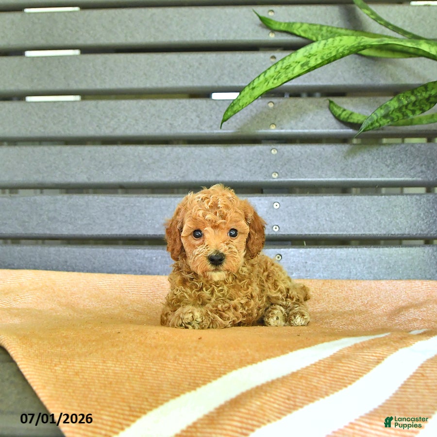 Miniature Poodle dogs Cornelius - Ad 1