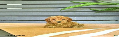 Cornelius