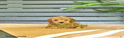 Miniature Poodle dogs for sale: Cornelius - Ad 1