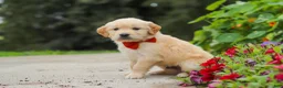 Golden Retriever dogs for sale: Baldo - Ad 3
