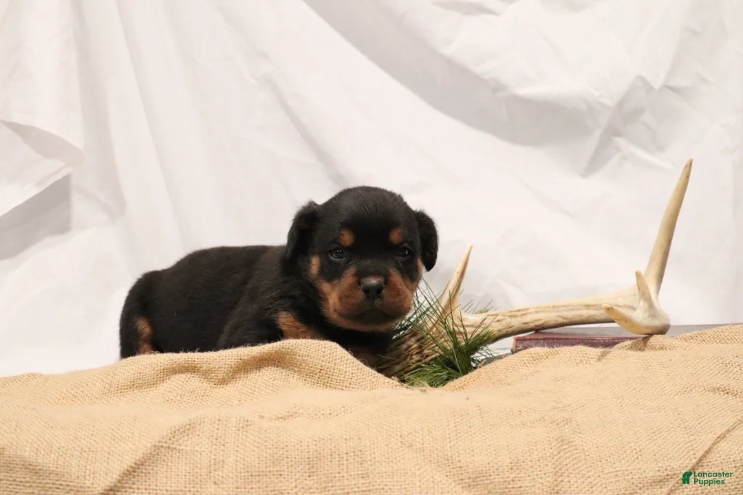 Rottweiler dogs for sale: Alfonzo - Ad 2