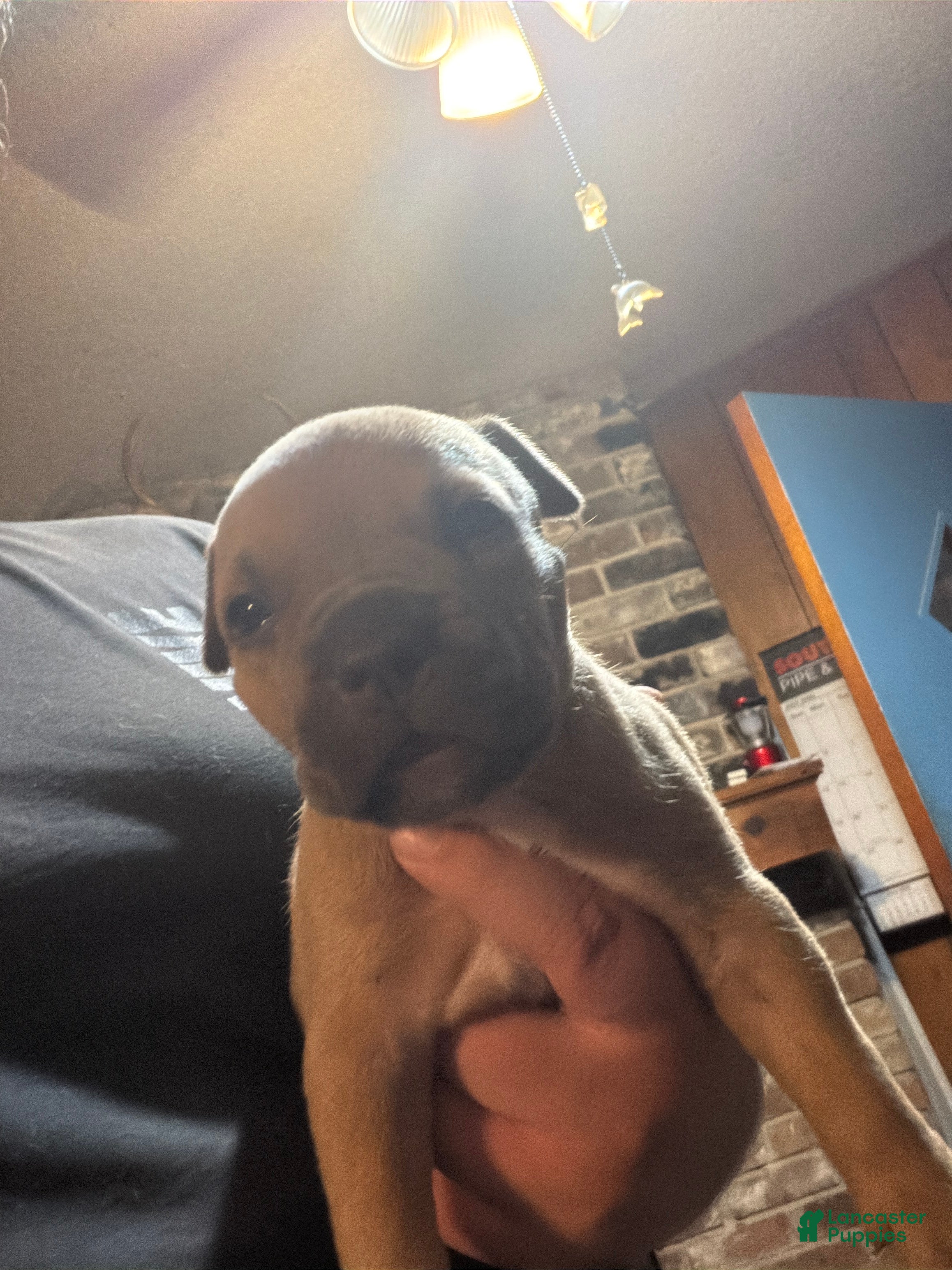 American Bully dogs American Bully 5 - Ad 18