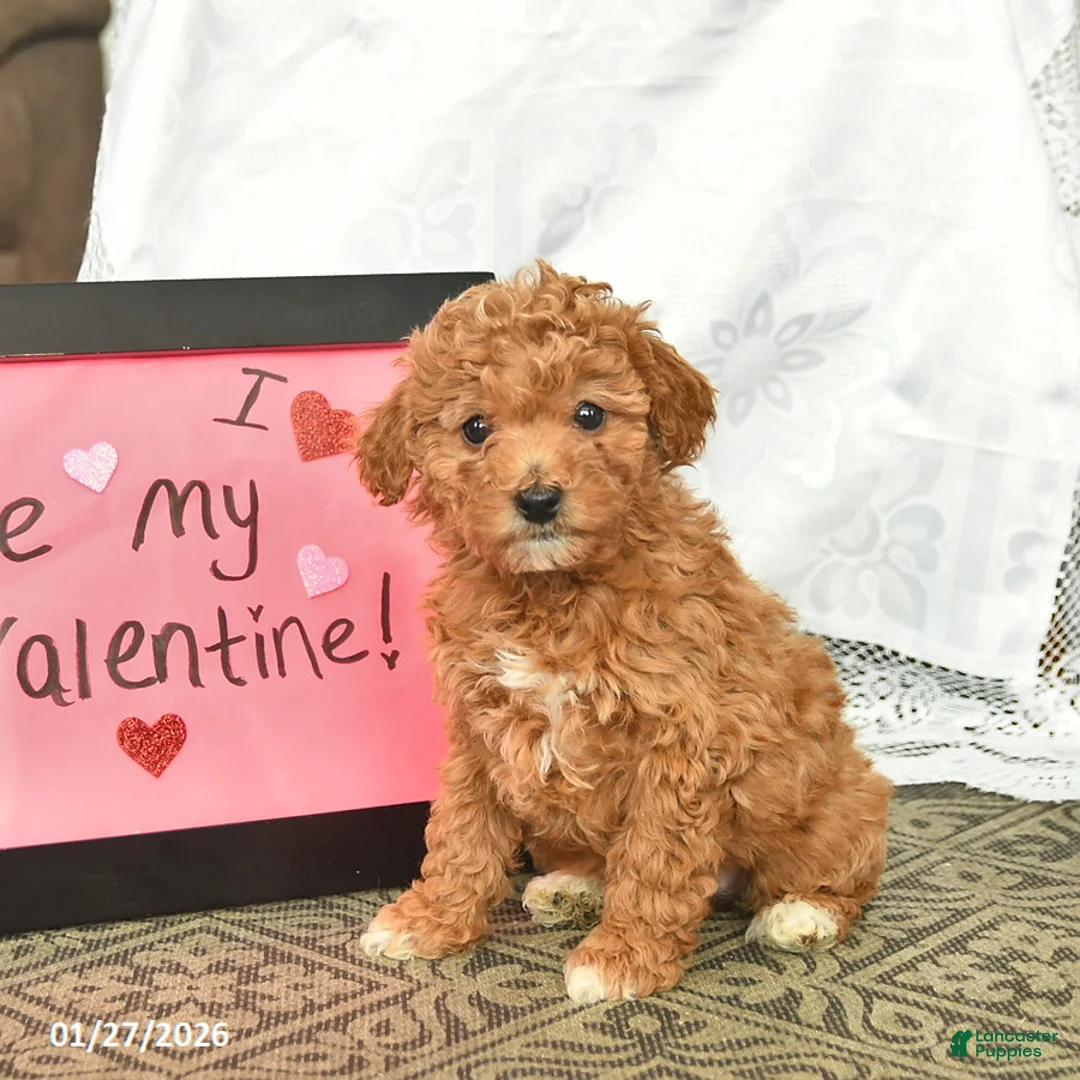 Miniature Poodle dogs for sale: Callie  - Ad 5