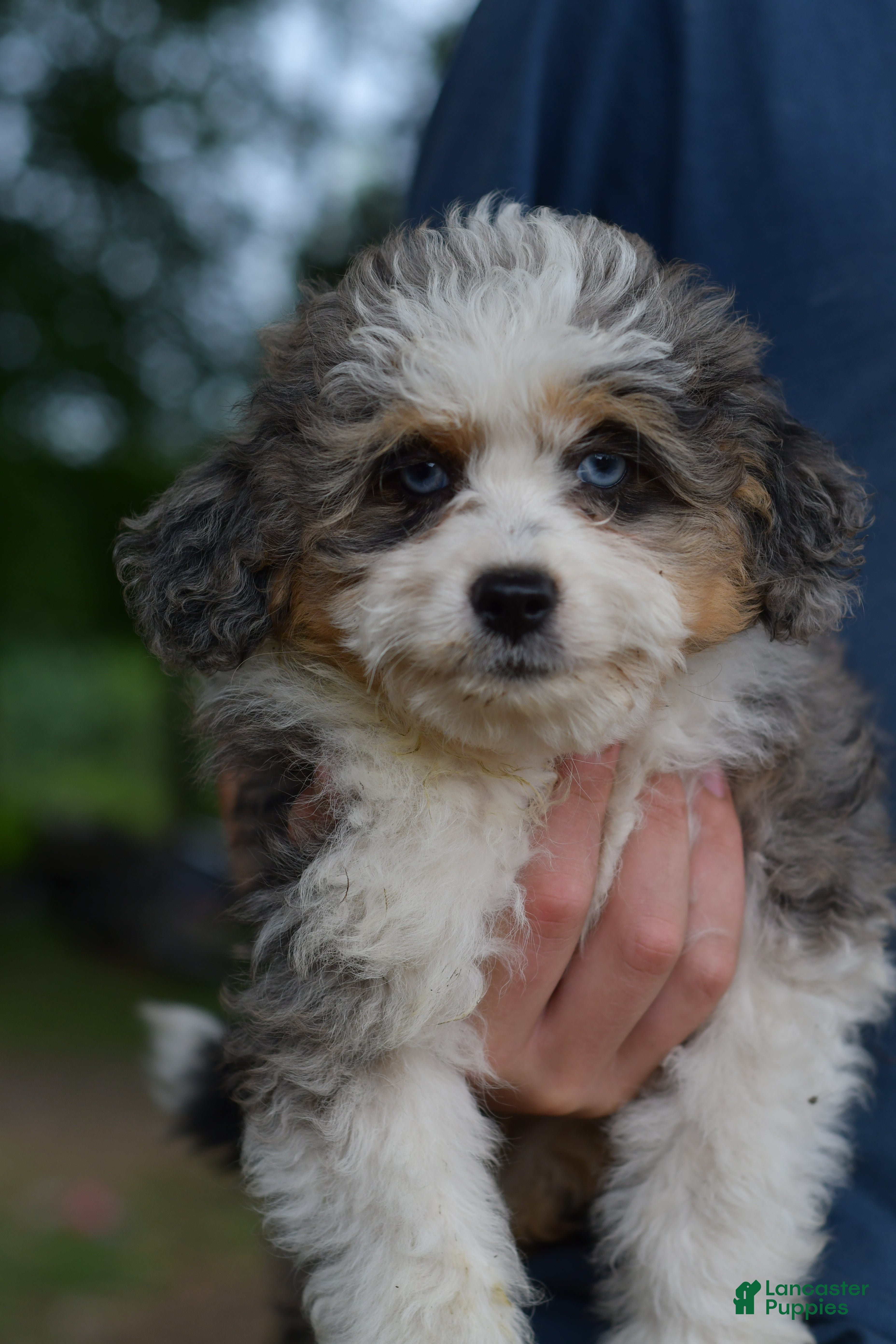 Aussiedoodle dogs Cupcake  - Ad 1