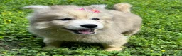 Siberian Husky dogs for sale: ROMANiA - Ad 23