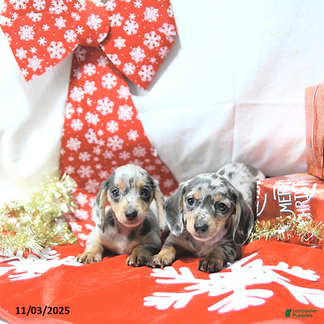 Miniature Dachshund dogs for sale: Jessa RARE COLOR - Ad 8