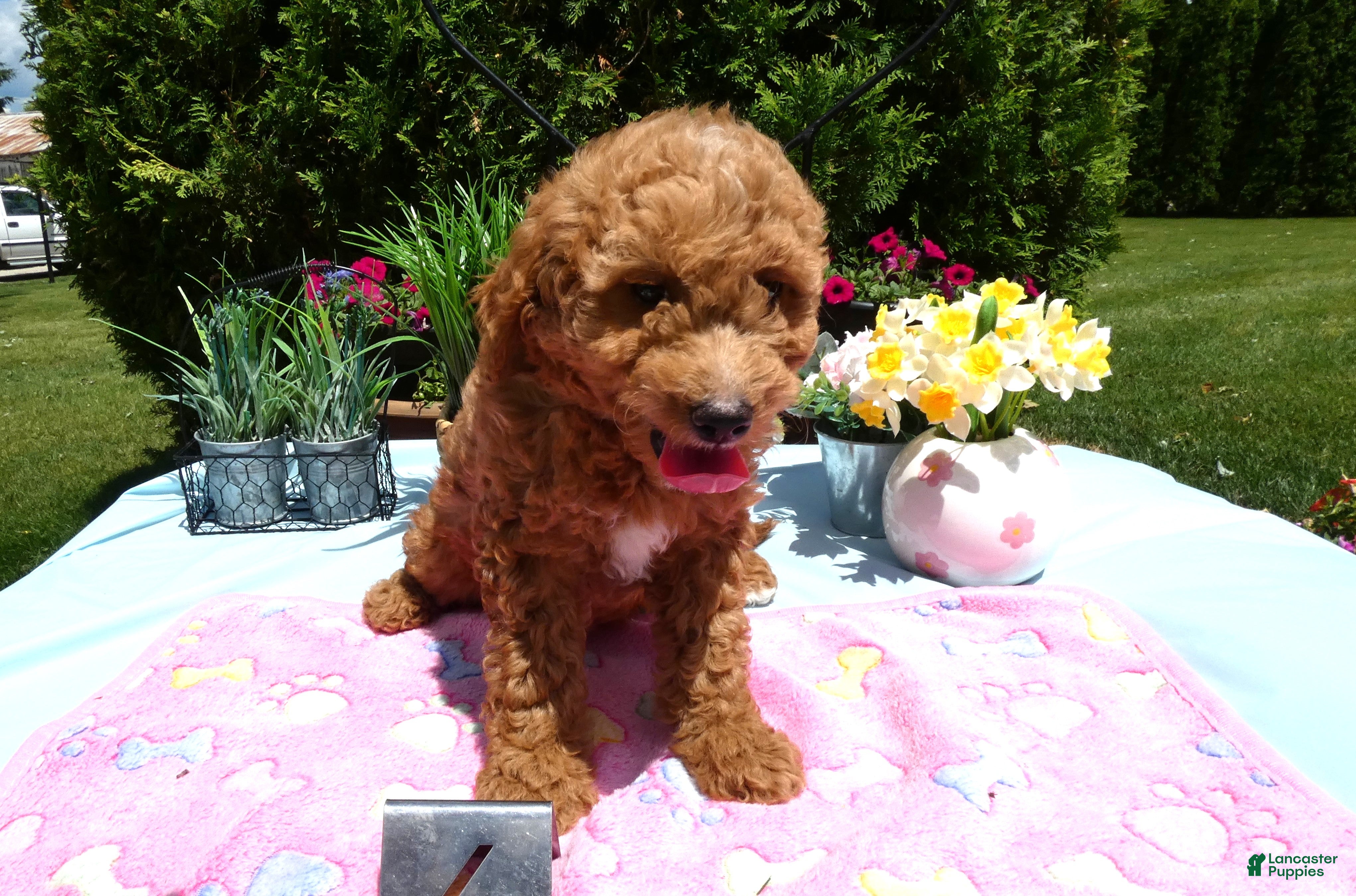 Mini Goldendoodle dogs Mini Goldendoodle 3 Starburst - Ad 6