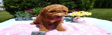 Mini Goldendoodle 3 Starburst