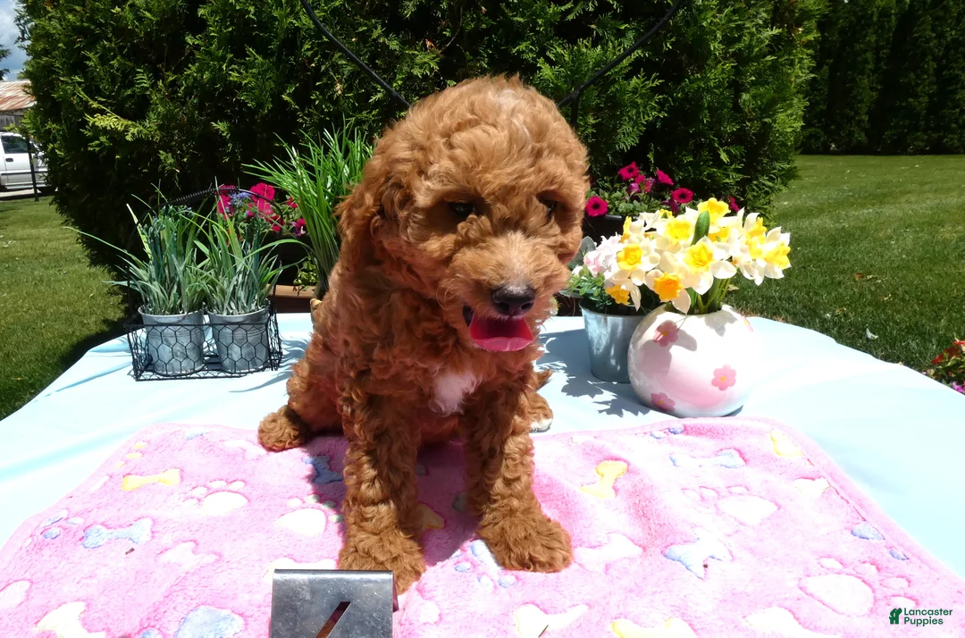 Mini Goldendoodle dogs for sale: Mini Goldendoodle 3 Starburst - Ad 1