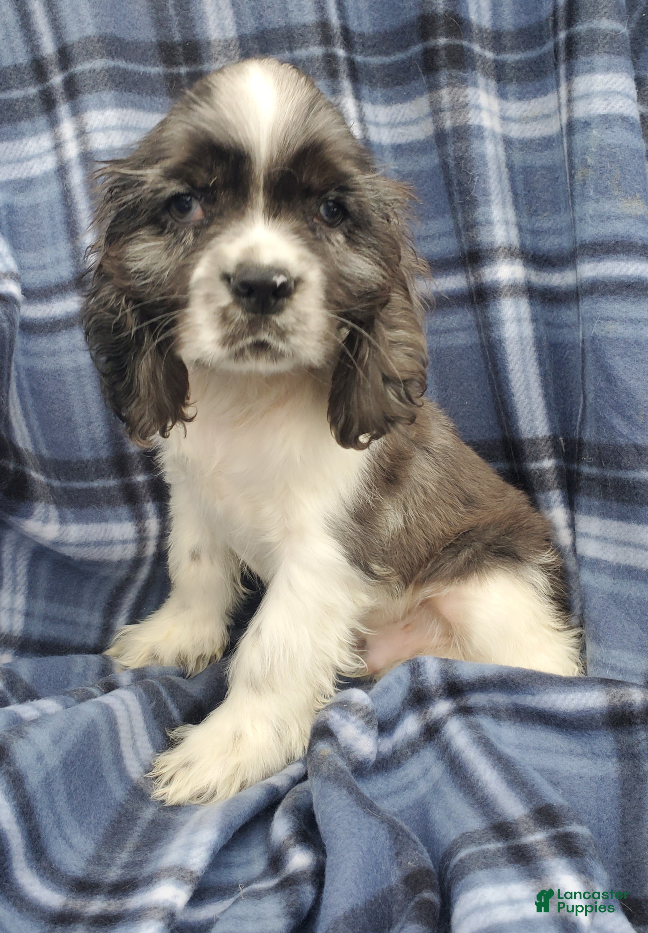 Cocker Spaniel dogs Thor  - Ad 2