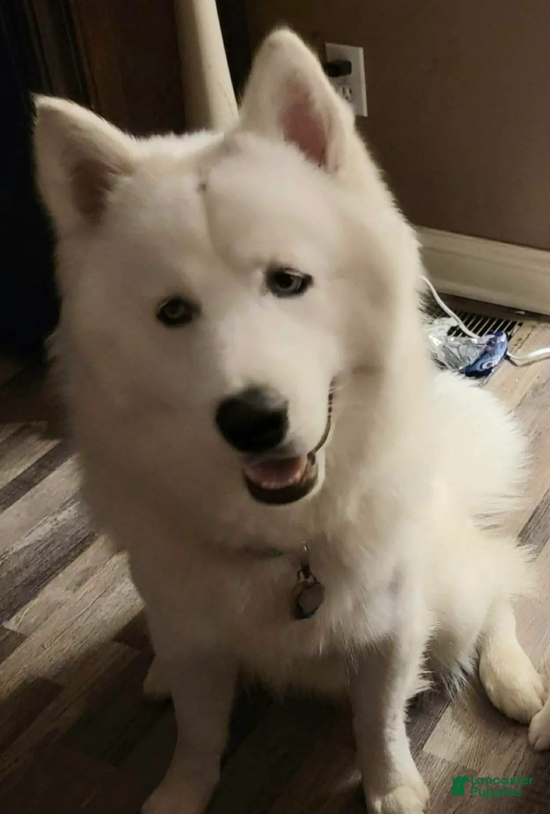 Pomsky dogs for sale: FRED - Ad 12