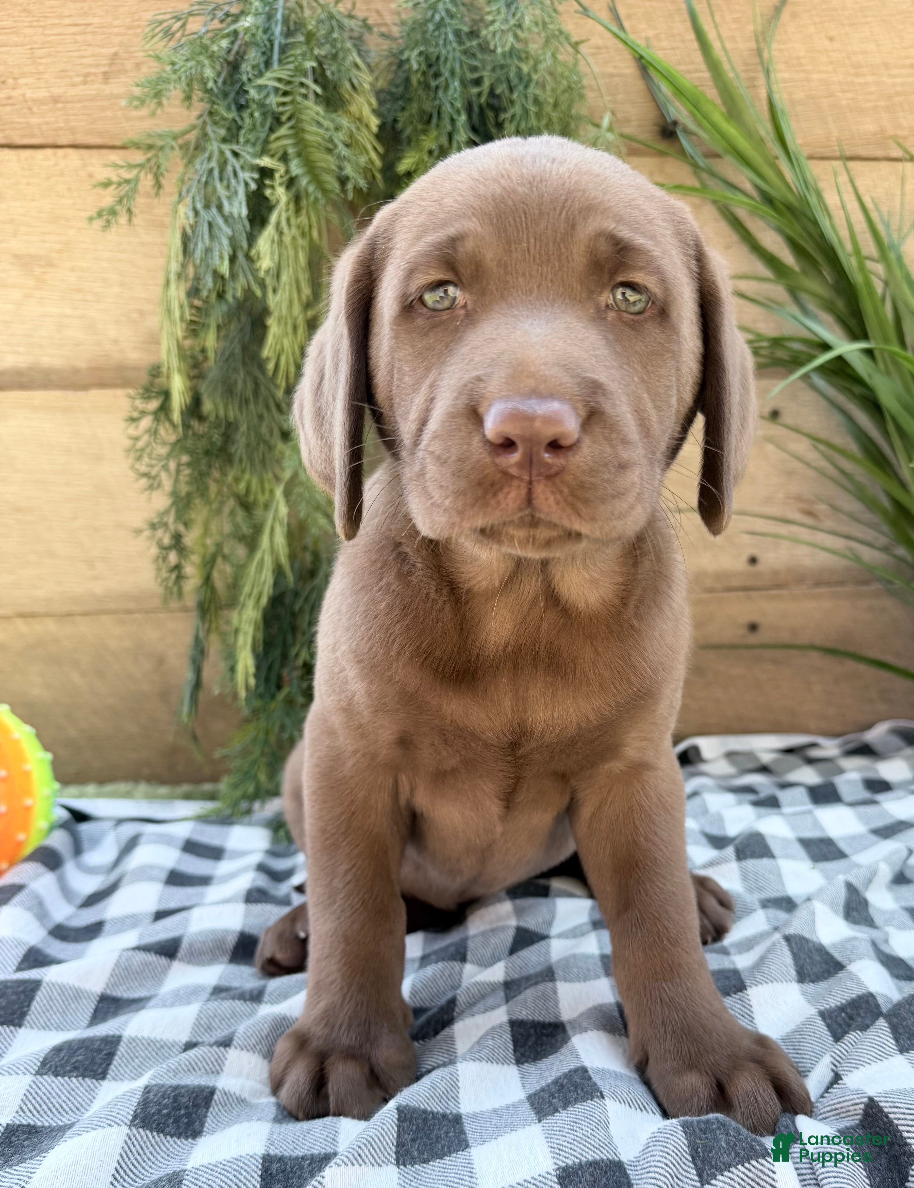 Labrador Retriever dogs Annie - Ad 2