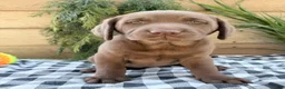 Labrador Retriever dogs for sale: Annie - Ad 2
