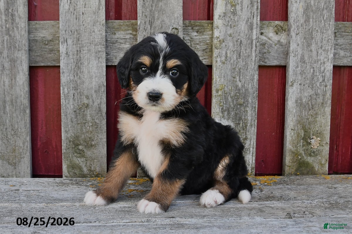 Bernedoodle dogs for sale: Sandy - Ad 4