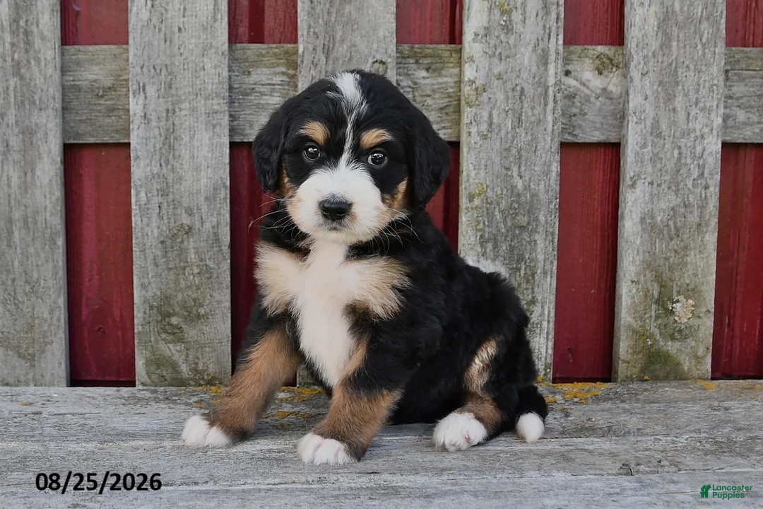 Bernedoodle dogs for sale: Sandy - Ad 1