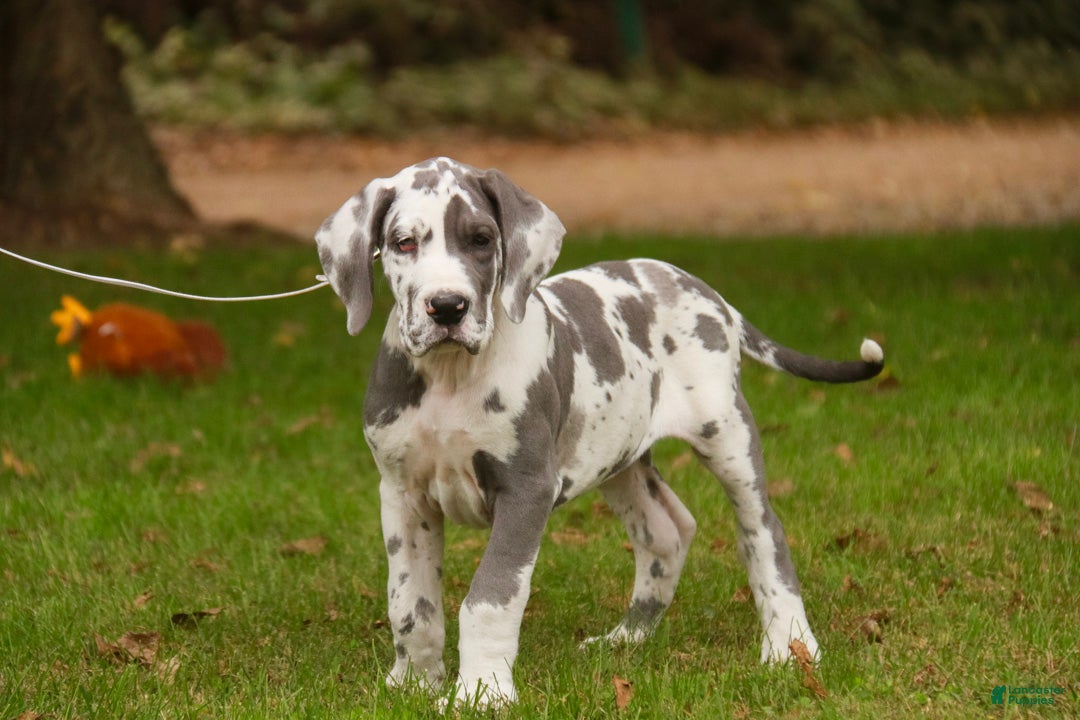 Great Dane dogs Braxton Great Dane  - Ad 2