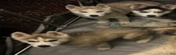 Siberian Husky dogs for sale: LoneStar - Ad 2