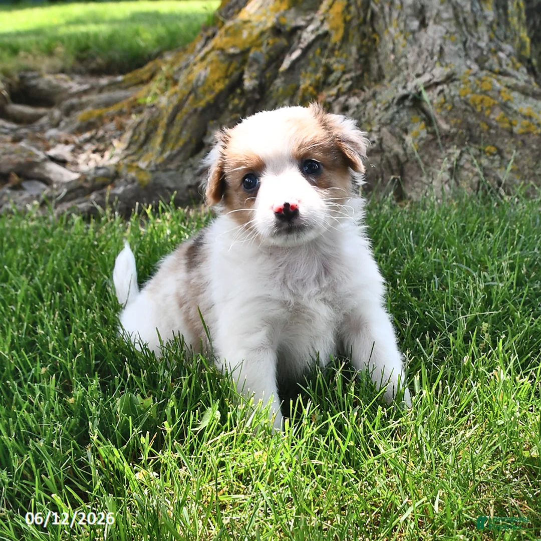 Mixed Breed dogs for sale: Scout - Ad 1