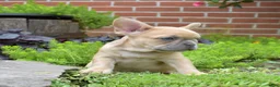 French Bulldog dogs for sale: Pumpkin - Ad 3
